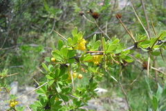 Berberis boliviana