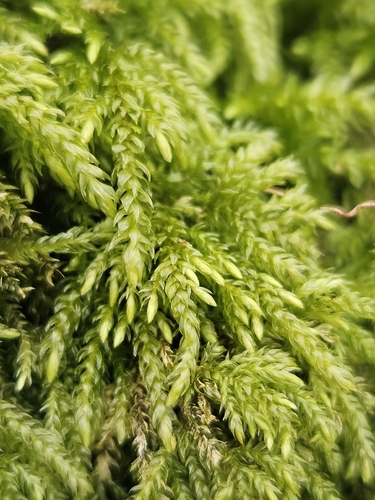 Fox-tail Feather-moss (Thamnobryum alopecurum)
