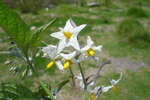 Solanum polytrichostylum, photograph 4