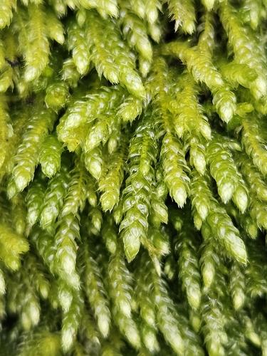 Beech Feather-moss (Cirriphyllum crassinervium)