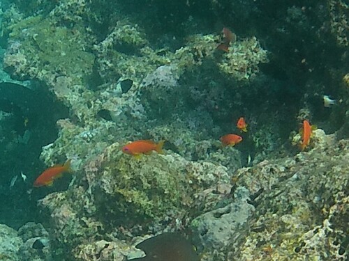 Lyretail Anthias — seen at this dive site