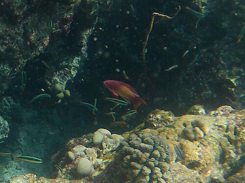 Pseudanthias squamipinnis