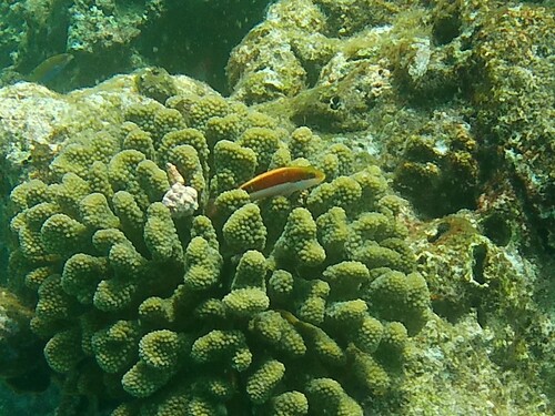 Freckled Hawkfish — seen at this dive site
