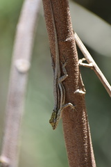 Anolis litoralis