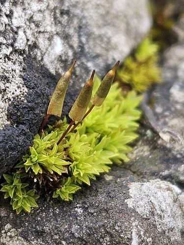 Common Extinguisher-moss (Encalypta vulgaris)