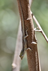 Anolis litoralis