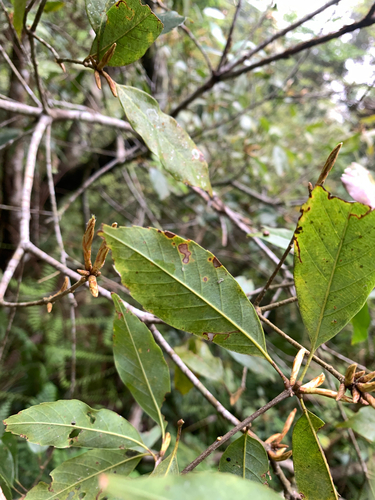 Quercus longinux, photograph 3