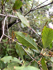 (c) 呂一起(Lyu yi-chi), some rights reserved (CC BY) Quercus longinux, photograph (c) 呂一起(Lyu yi-chi), some rights reserved (CC BY)