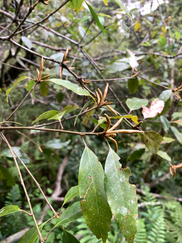 Taiwan Evergreen Oak (Quercus longinux)
