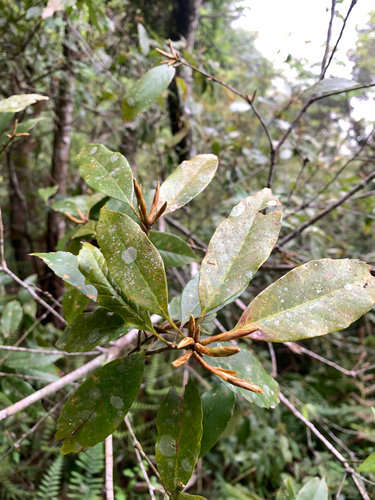 Quercus longinux, photograph 2