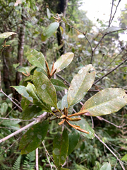 (c) 呂一起(Lyu yi-chi), some rights reserved (CC BY) Quercus longinux, photograph (c) 呂一起(Lyu yi-chi), some rights reserved (CC BY)