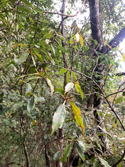 (c) 呂一起(Lyu yi-chi), some rights reserved (CC BY) Quercus longinux, photograph (c) 呂一起(Lyu yi-chi), some rights reserved (CC BY)