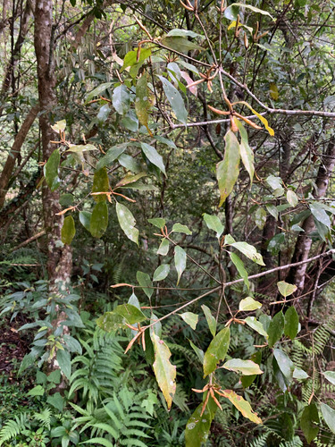 Quercus longinux, photograph 4