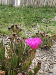 Lampranthus spectabilis
