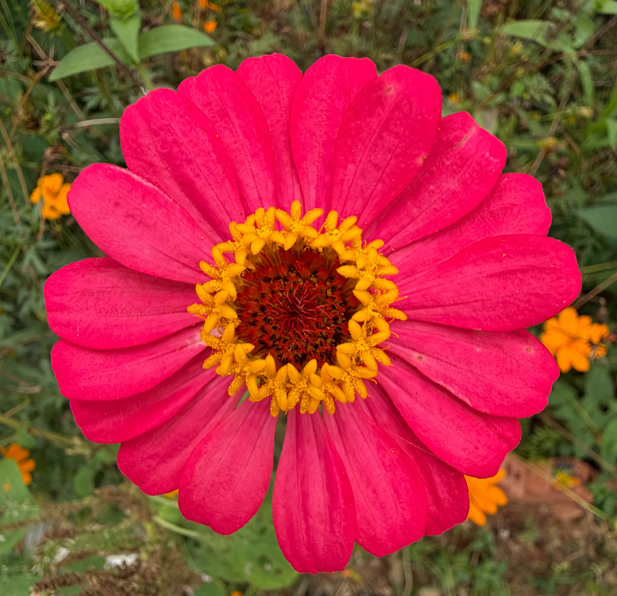 Zinnia elegans (Zinnia elegans)