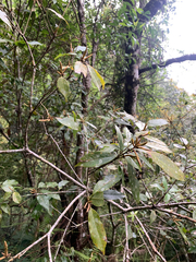 Quercus longinux, photograph (c) 呂一起(Lyu yi-chi), some rights reserved (CC BY)