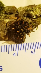 Orthotrichum ohioense