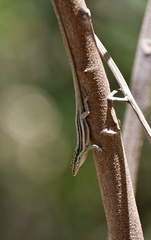 Anolis litoralis