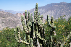 Trichocereus bridgesii