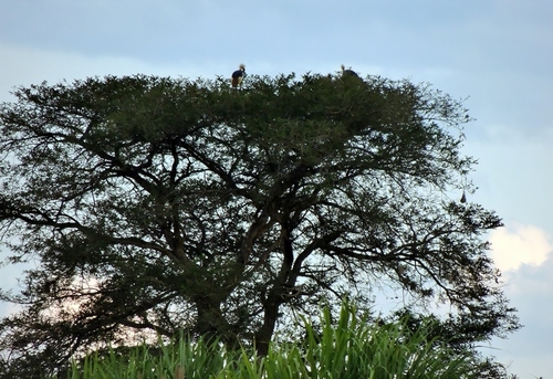 Gray Crowned-Crane