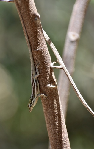 Loma Gato