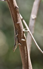 Anolis litoralis