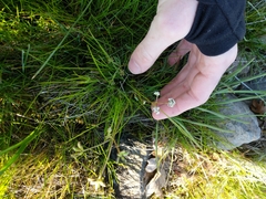Lomatium piperi