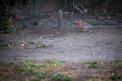 Haemorhous mexicanus