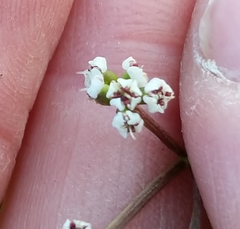 Lomatium piperi