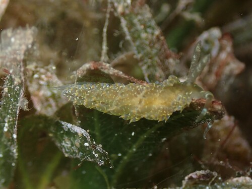 Baeolidia moebii