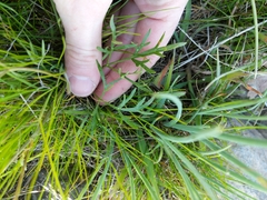 Lomatium piperi