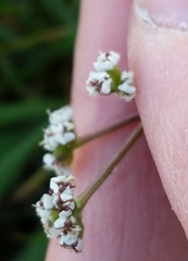 Lomatium piperi