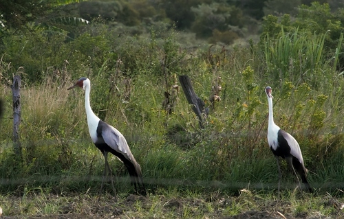Wattled Crane