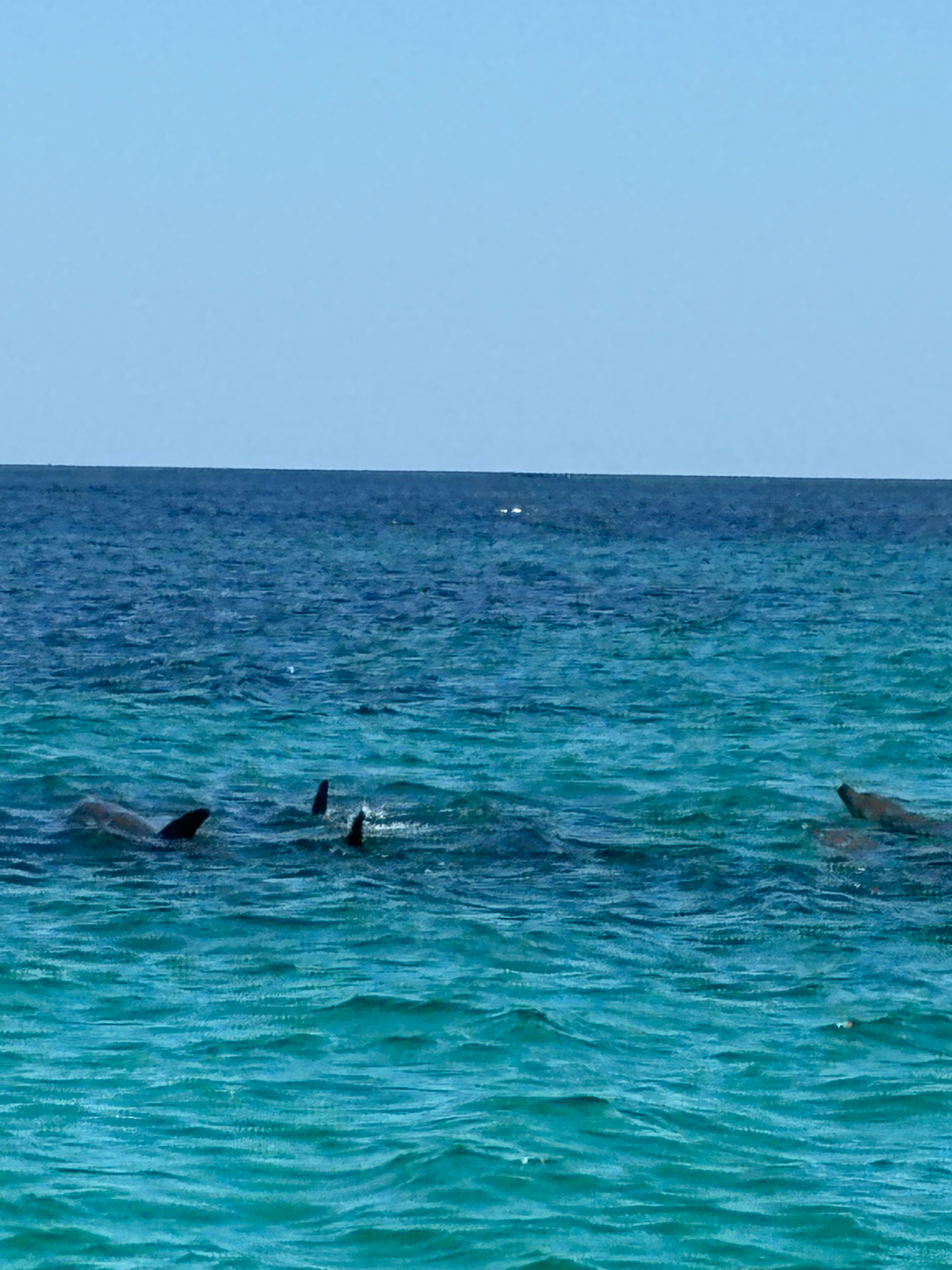 Tursiops aduncus