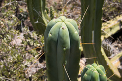 Trichocereus bridgesii