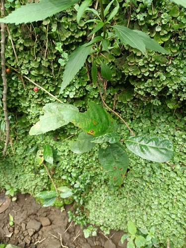 Ficus montana observed 2026-04-03