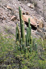 Trichocereus bridgesii