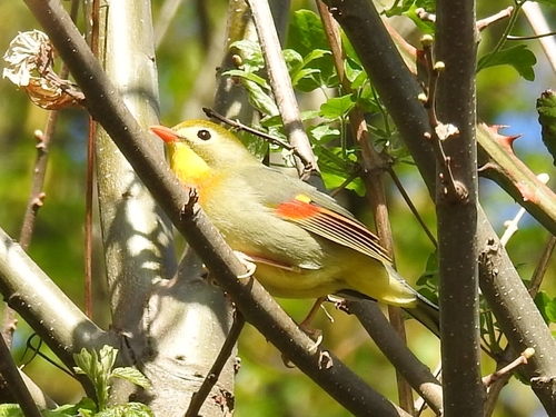 Leiótrix piquirrojo (Leiothrix lutea)