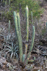 Trichocereus bridgesii