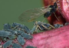 Aphis sedi