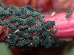 Aphis sedi