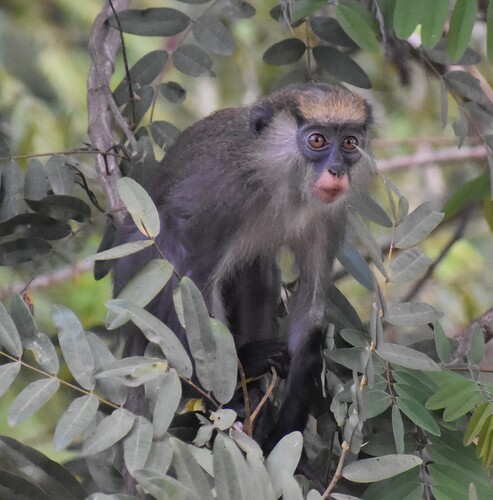 Campbell's Monkey