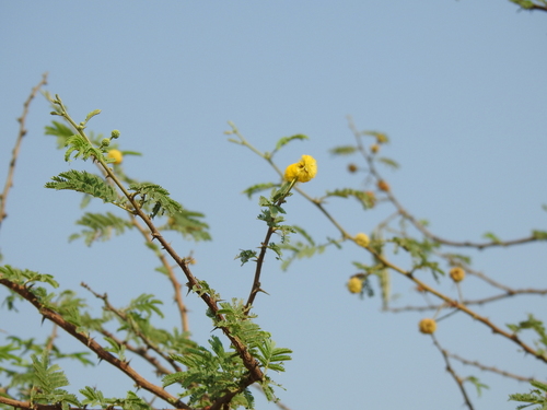 Gum Arabic Tree (Vachellia nilotica)