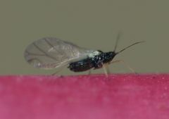 Aphis sedi