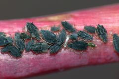 Aphis sedi