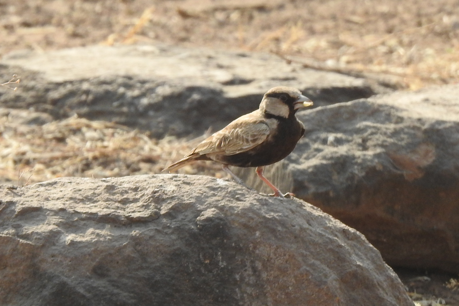 Ashy-crowned Sparrow-Lark (Eremopterix griseus), photo 10