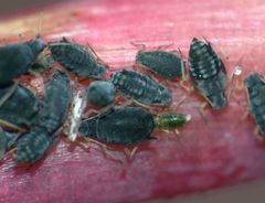 Aphis sedi