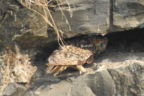 Indian Eagle-Owl (Bubo bengalensis), photo 5