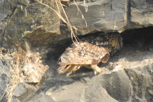 Indian Eagle-Owl (Bubo bengalensis), photo 6