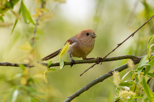 Vinous-throated Parrotbill